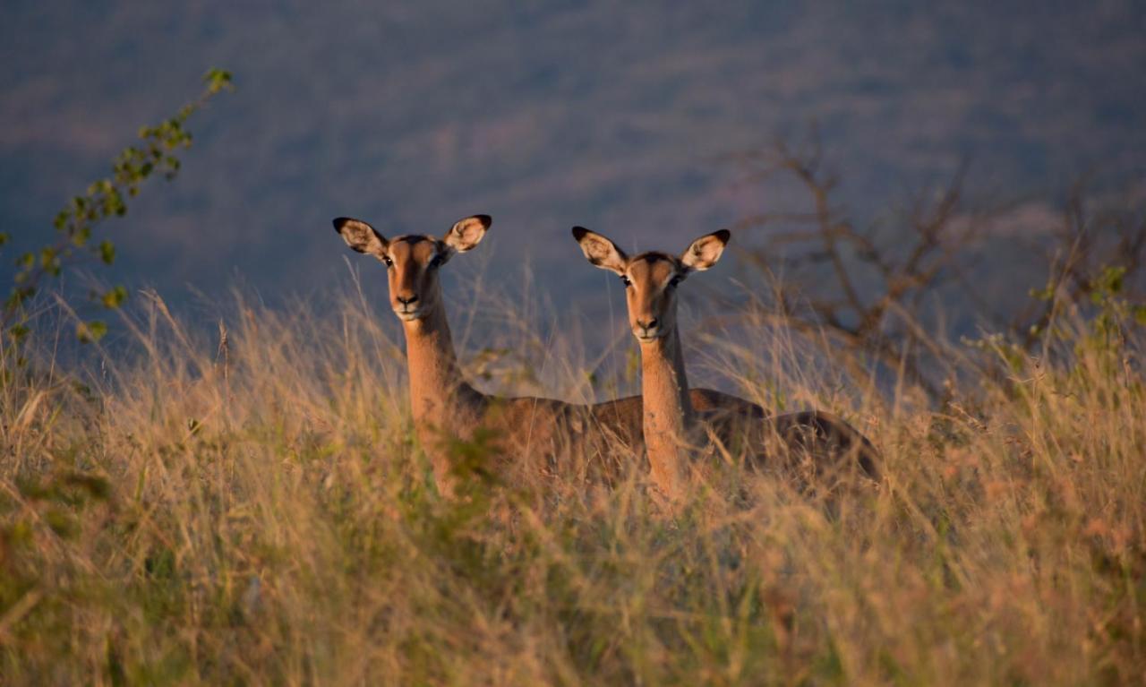 African Spirit Game Lodge Mkuze Eksteriør billede