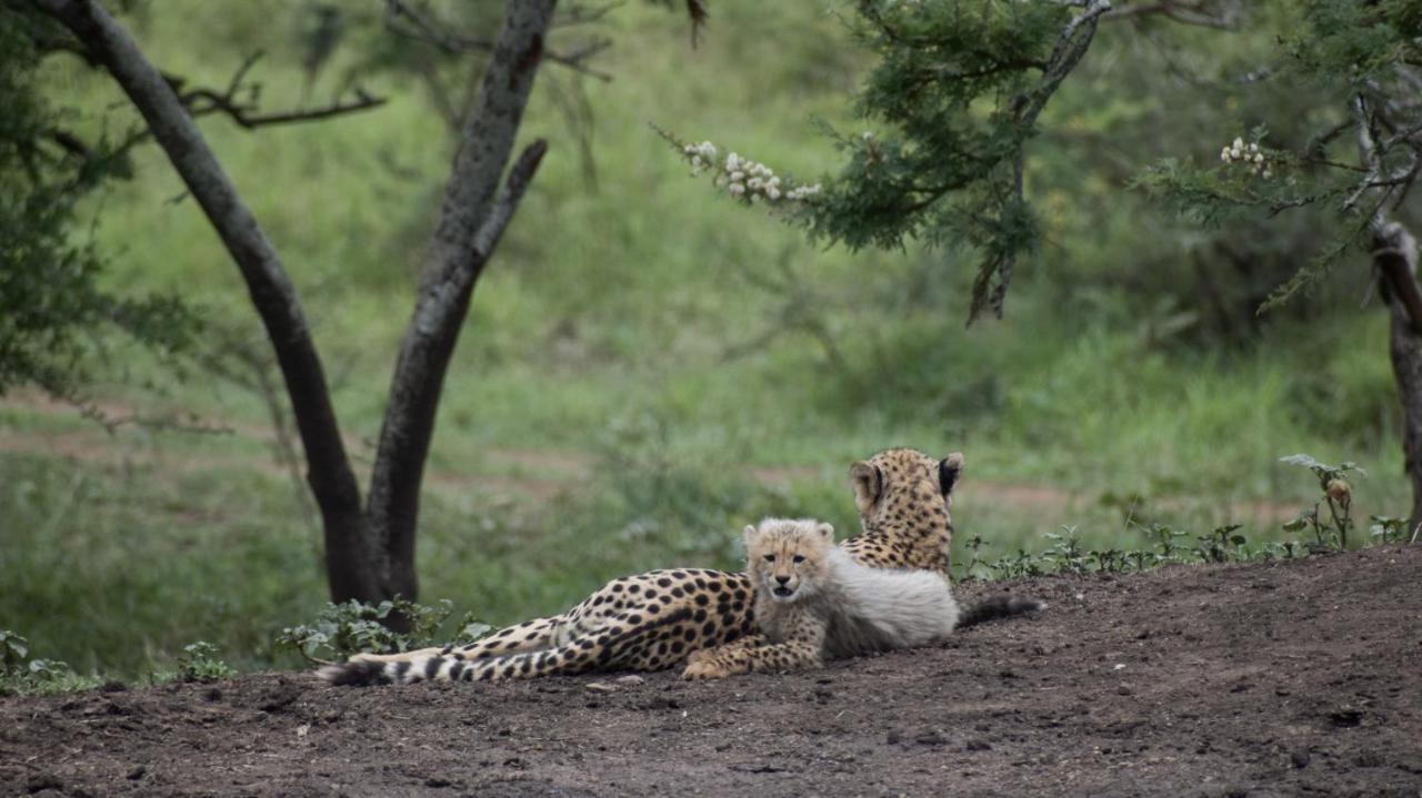 African Spirit Game Lodge Mkuze Eksteriør billede